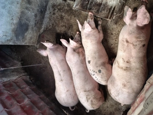 Vând porci pietrain  - imagine 2
