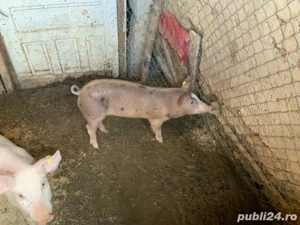 purcei de vinzare - imagine 4