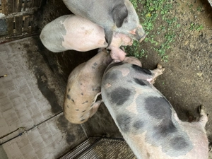 Vând porci între 150-200kg  - imagine 2 Vând porci între 150-200kg  - imagine 2