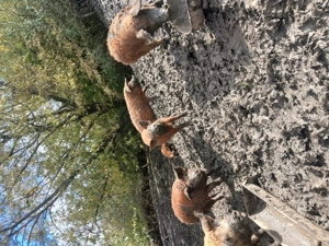 Vând grăsuni  mangalița 