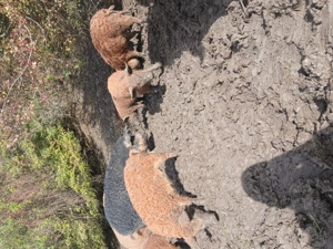 Vând grăsuni  mangalița  - imagine 3