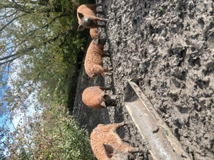 Vând grăsuni  mangalița  - imagine 2