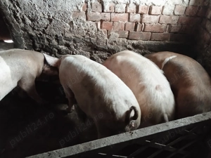 Oi și capre de vanzare - imagine 4