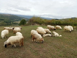 Oi și capre de vanzare - imagine 5