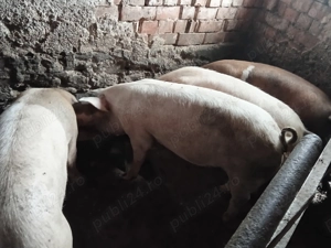 Oi și capre de vanzare - imagine 2