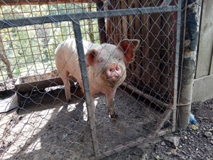 Vând porc de carne 120 kg