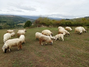 Oi și capre de vanzare - imagine 3