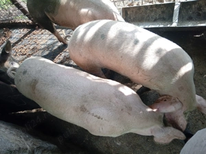 Vând porc de carne 120 kg - imagine 2 Vând porc de carne 120 kg - imagine 2