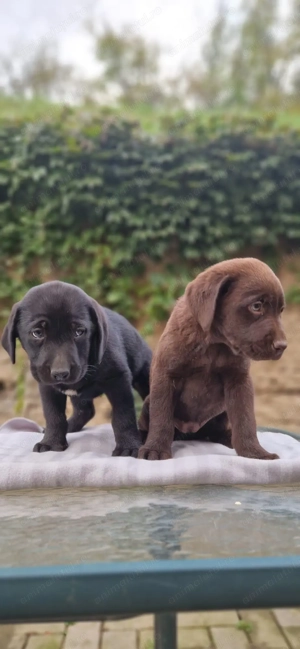 Labrador negru si ciocolatiu 8 saptamani  - imagine 3