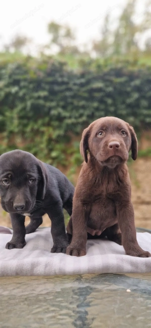Labrador negru si ciocolatiu 8 saptamani  - imagine 5