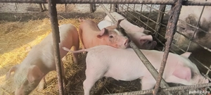 Purcei de vanzare - imagine 4