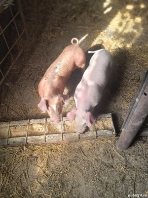 Purcei de vanzare - imagine 3