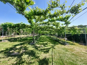 Teren intravilan 2159 mp   Tropinii Noi, Sibiu  lângă Pădurea Dumbrava - imagine 6