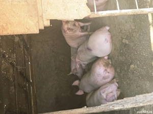 vand porci 100-300kg! - imagine 2
