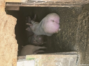 vand porci 100-300kg!