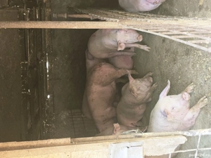 vănd porci 100-300kg - imagine 3