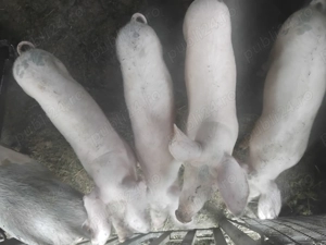 Porci de vanzare 30-40 kg