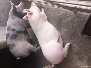 porci pentru Crăciun.  - imagine 3