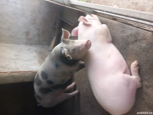 porci pentru Crăciun.  - imagine 2