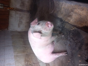 porci pentru Crăciun.  - imagine 4