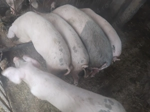 Porci de vanzare 30-40 kg - imagine 2 Porci de vanzare 30-40 kg - imagine 2