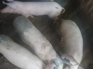 Porci de vanzare 30-40 kg - imagine 4 Porci de vanzare 30-40 kg - imagine 4