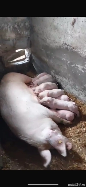 Vand porci mari, peste 250kg