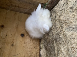 Iepurași de talie mică 