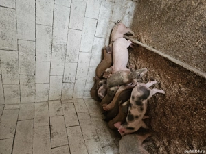 purcei de 10 săptămăn