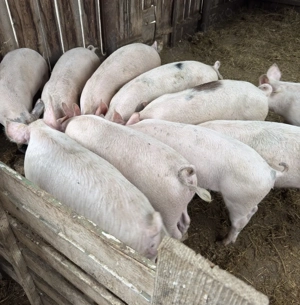 Vând purcei rasa Pietrain - imagine 2