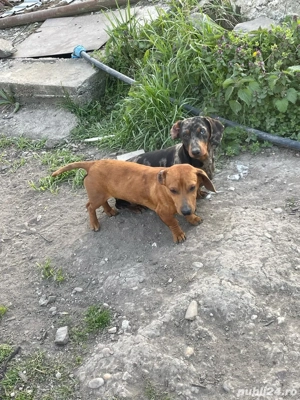 Teckel Maro  - imagine 3