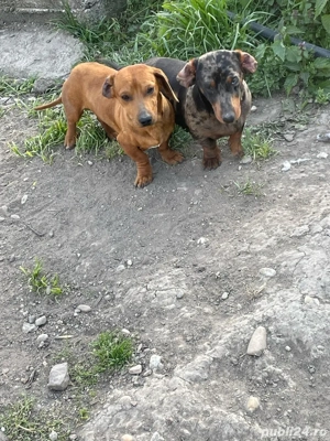 Teckel Maro  - imagine 2