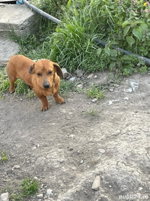 Teckel Maro  - imagine 4