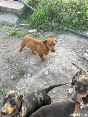 Teckel Maro  - imagine 5