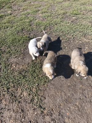 Ofer spre adopție catei - imagine 2