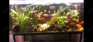 Vând acvariu - imagine 3