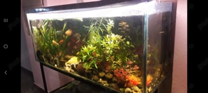Vând acvariu - imagine 2