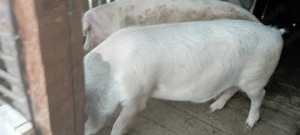 Porci românești  - imagine 3