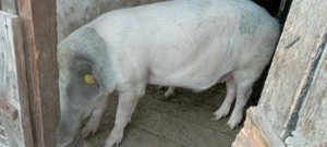 Porci românești  - imagine 5