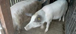 Porci românești  - imagine 4