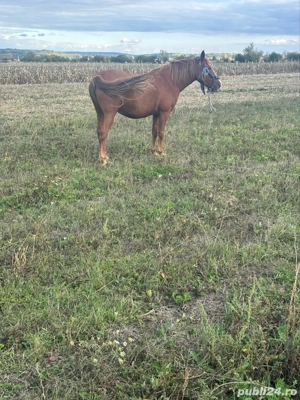 cal iapa de vanzare - imagine 3 cal iapa de vanzare - imagine 3