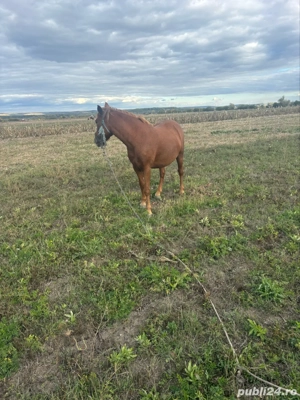 cal iapa de vanzare - imagine 4 cal iapa de vanzare - imagine 4