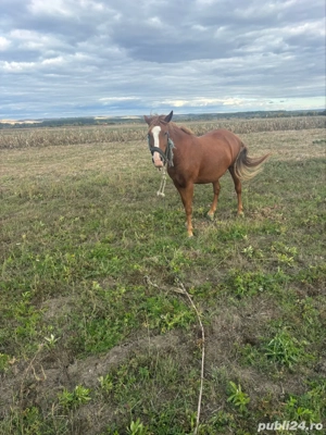 cal iapa de vanzare - imagine 2 cal iapa de vanzare - imagine 2
