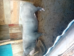 Vand scroafa - imagine 2 Vand scroafa - imagine 2