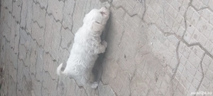 bisoni.        . - imagine 4