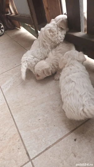 bisoni.        . - imagine 3