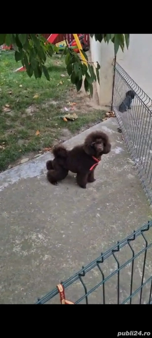 Poodle Caniche masculi maro, apricot si roșu  - imagine 2
