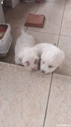 bisoni.        . - imagine 2