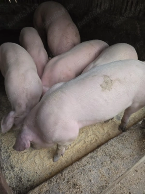 Vând porci - imagine 2