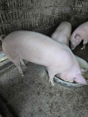 Vând porci - imagine 3